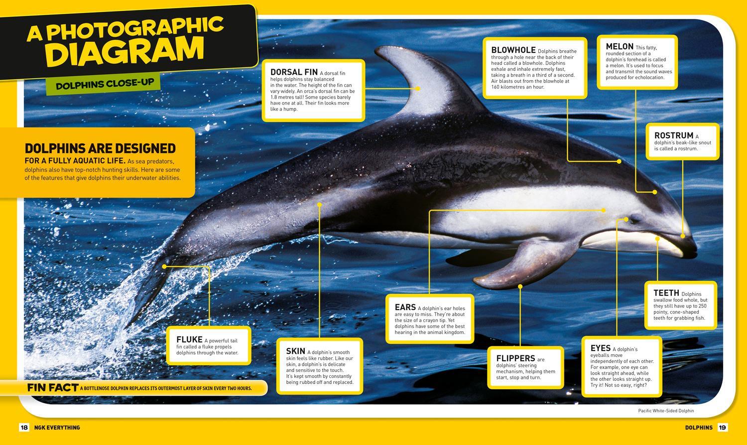 Bild: 9780008267742 | Everything: Dolphins | National Geographic Kids | Taschenbuch | 2018
