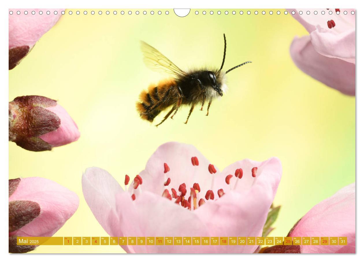 Bild: 9783435220557 | Sechs Beine in der Luft - Wildbienen im Flug (Wandkalender 2025 DIN...