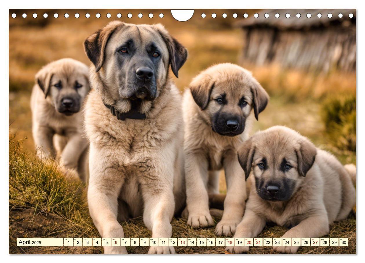 Bild: 9783457130636 | Kangal - der starke Herdenschutzhund (Wandkalender 2025 DIN A4...