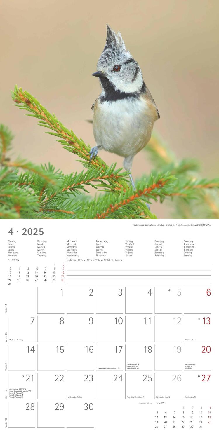 Bild: 4251732340728 | Vögel 2025 - Broschürenkalender 30x30 cm (30x60 geöffnet) -...