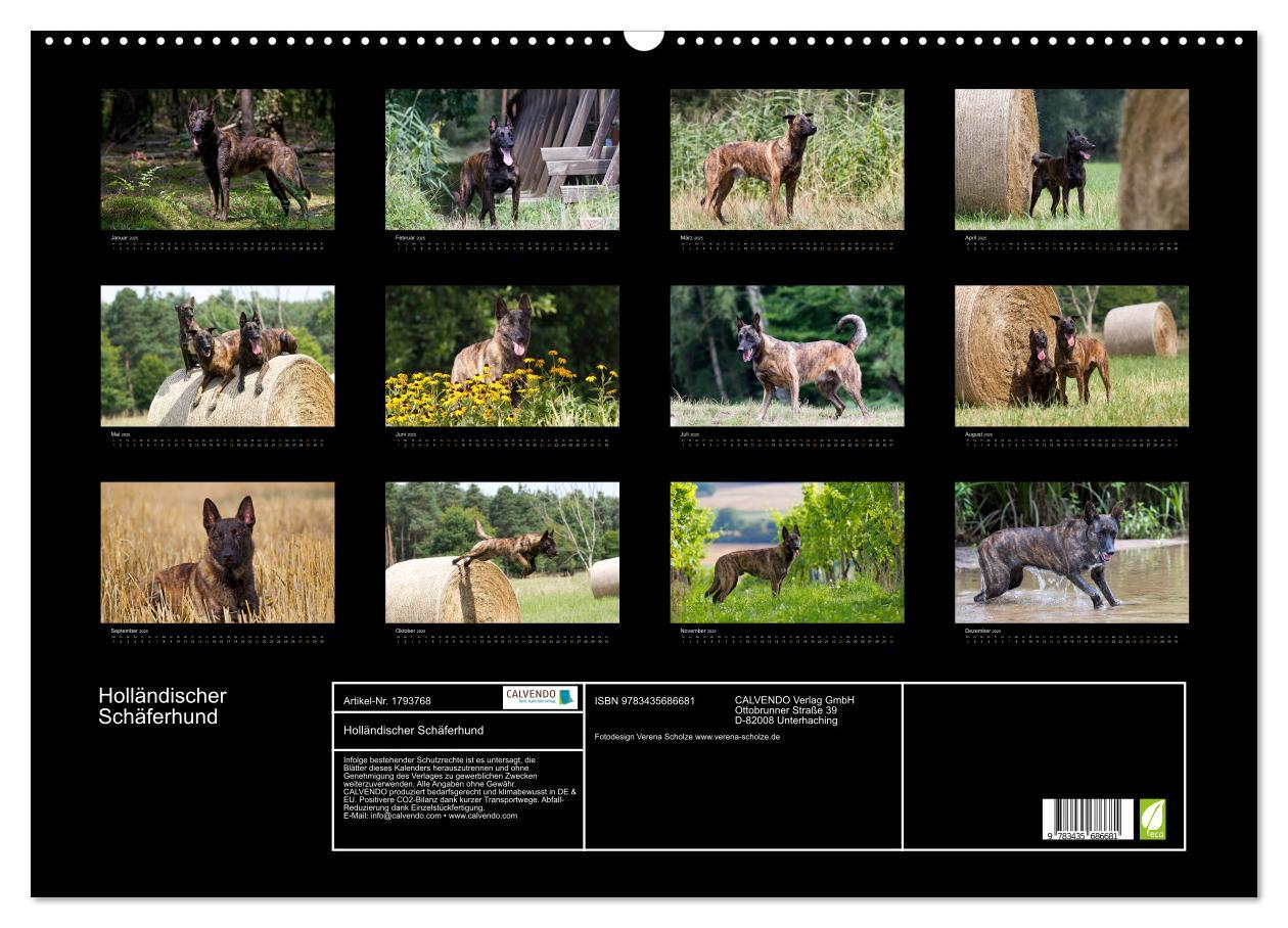 Bild: 9783435686681 | Holländischer Schäferhund (Wandkalender 2025 DIN A2 quer), CALVENDO...