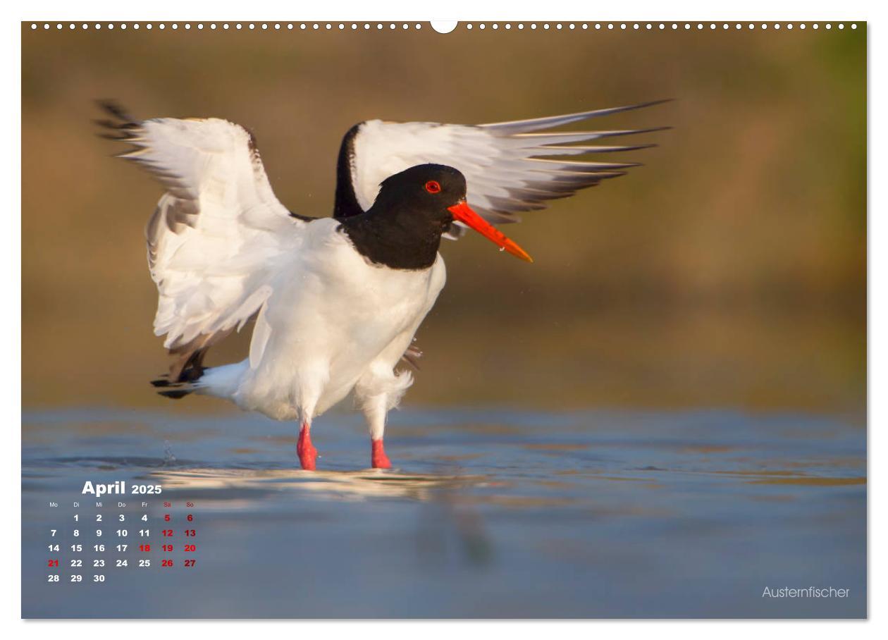 Bild: 9783435379392 | Wattvögel an der Friesischen IJsselmeerküste (Wandkalender 2025 DIN...