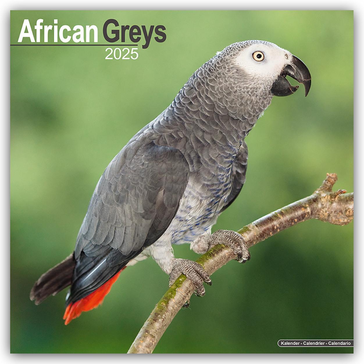 Cover: 9781804604120 | African Greys - Graupapageien 2025 - 16-Monatskalender | Ltd | 13 S.