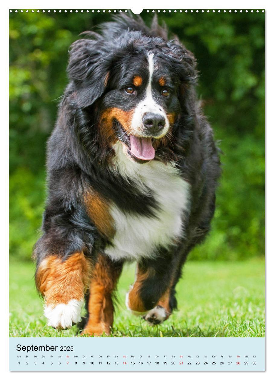 Bild: 9783435960200 | Berner Sennenhund - stark , schön und liebenswert (Wandkalender...