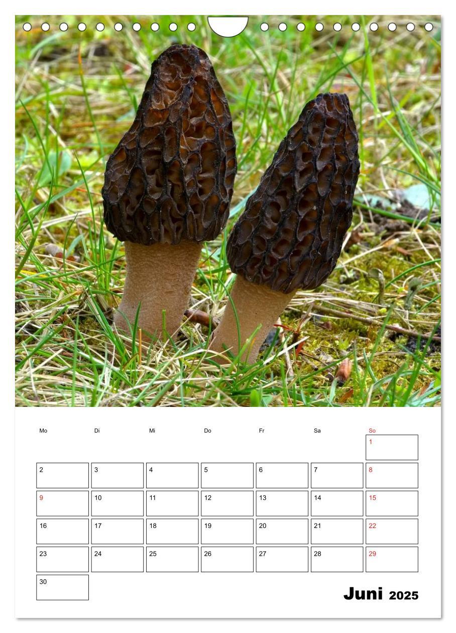 Bild: 9783457054857 | Heimische Waldpilze (Wandkalender 2025 DIN A4 hoch), CALVENDO...