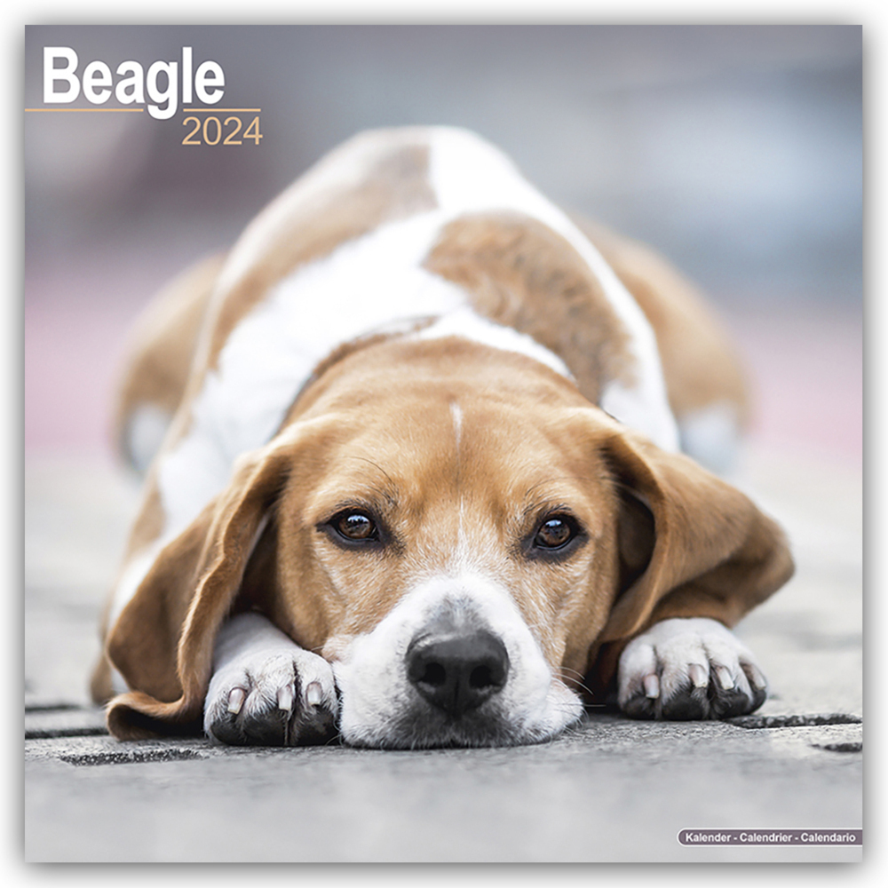 Cover: 9781804600108 | Beagle 2024 - 16-Monatskalender | Avonside Publishing Ltd | Kalender