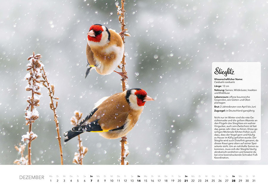 Bild: 9783966648370 | Unsere Gartenvögel Kalender 2025 | Kalender | Spiralbindung | 14 S.