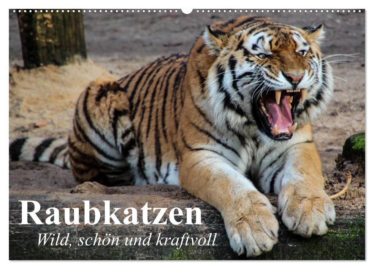 Cover: 9783675537484 | Raubkatzen. Wild, schön und kraftvoll (Wandkalender 2024 DIN A2...