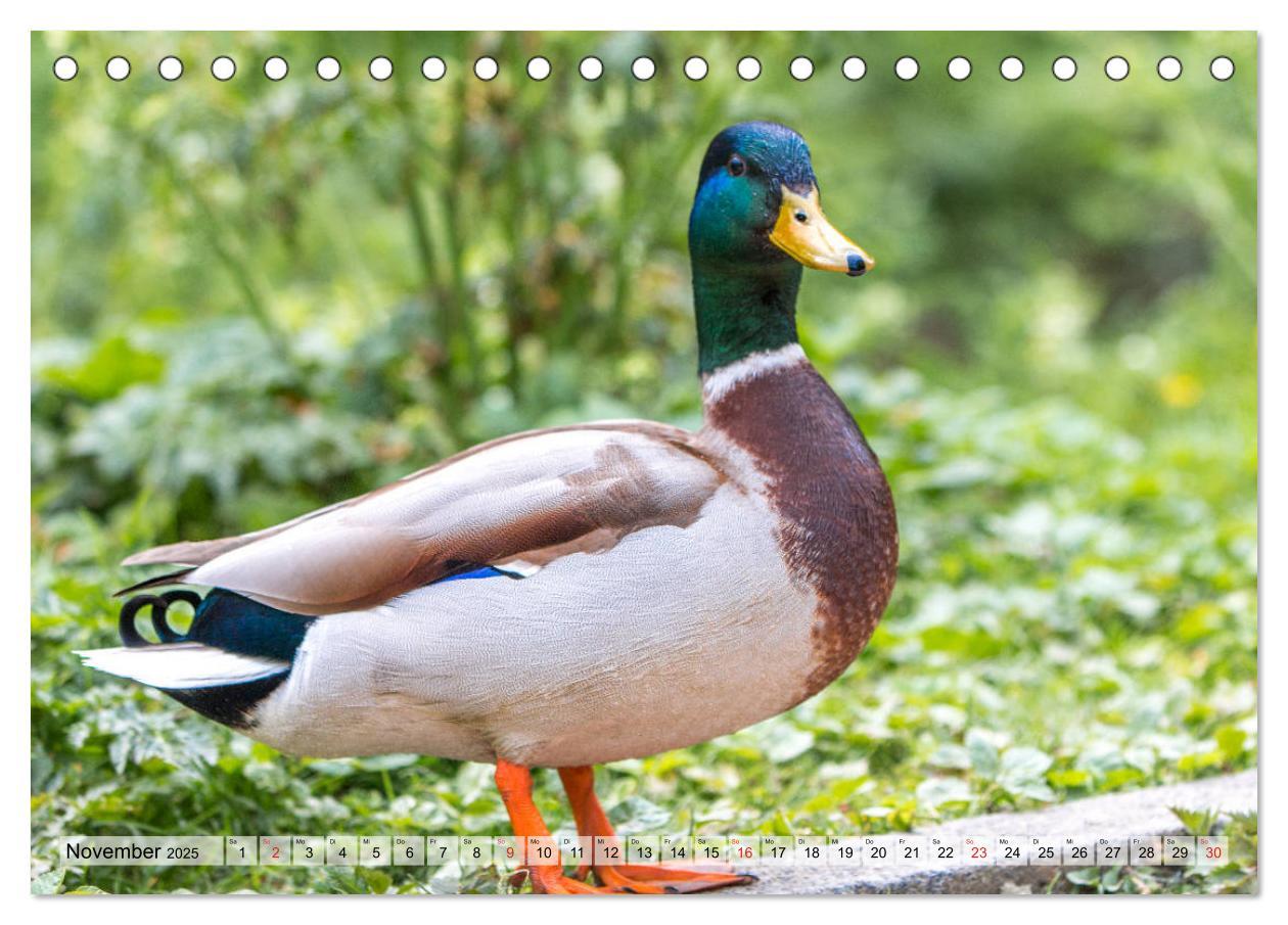 Bild: 9783435115358 | Wunderschöne Stockenten - Europäische Wasservögel (Tischkalender...