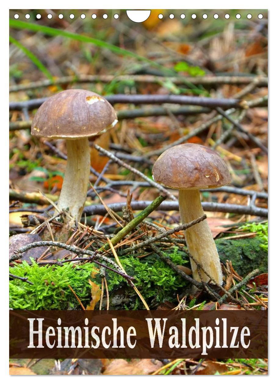 Cover: 9783457054857 | Heimische Waldpilze (Wandkalender 2025 DIN A4 hoch), CALVENDO...