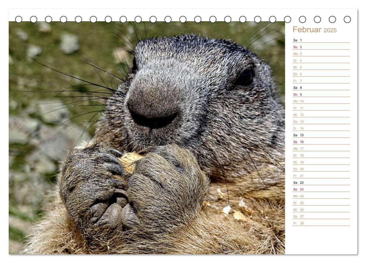 Bild: 9783435500482 | Wildlife - Verspielte Murmeltiere (Tischkalender 2025 DIN A5 quer),...