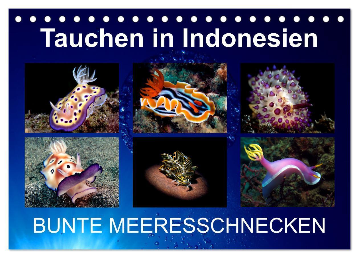 Cover: 9783675607484 | Tauchen in Indonesien - BUNTE MEERESSCHNECKEN (Tischkalender 2024...