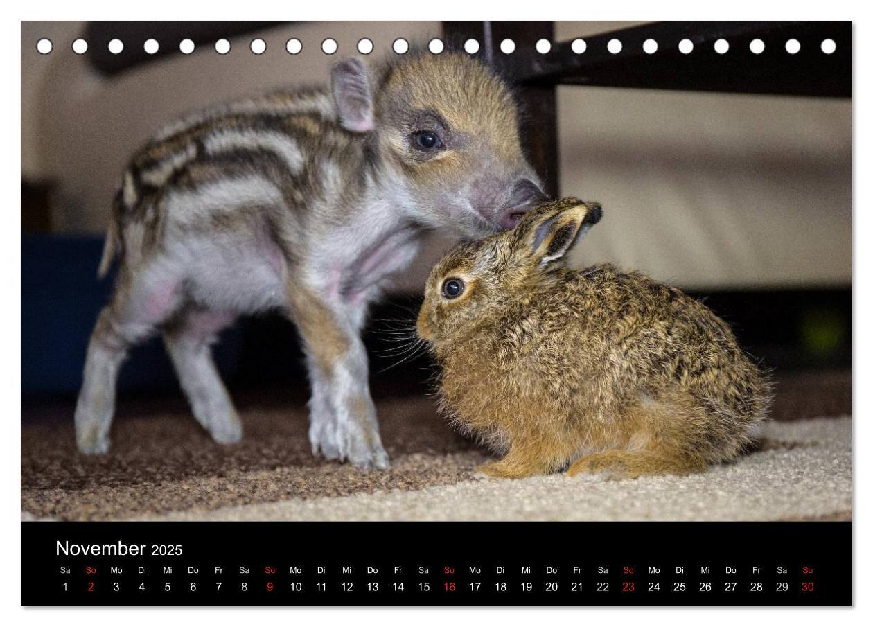 Bild: 9783435535682 | Kleine Schweinereien (Tischkalender 2025 DIN A5 quer), CALVENDO...