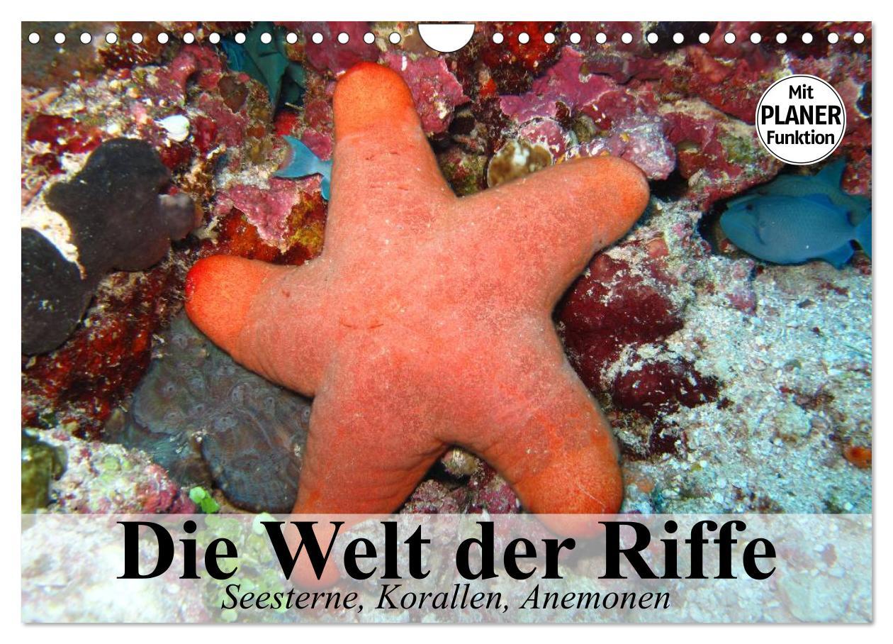 Cover: 9783435523788 | Die Welt der Riffe. Seesterne, Korallen, Anemonen (Wandkalender...