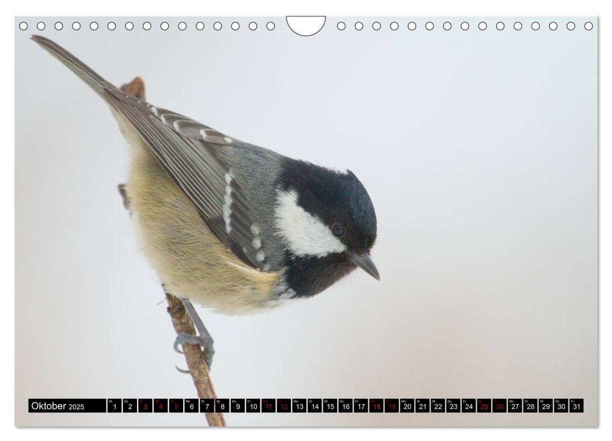 Bild: 9783435381524 | Vögel aus dem Garten (Wandkalender 2025 DIN A4 quer), CALVENDO...