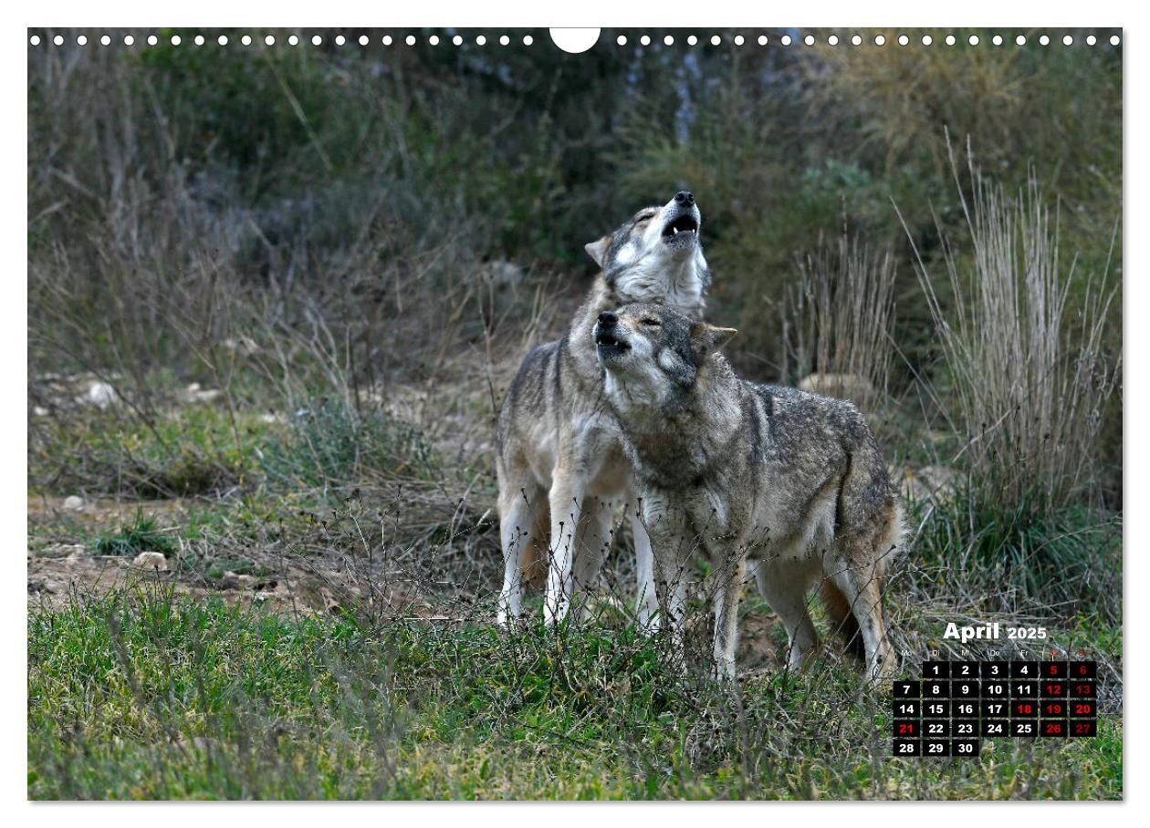 Bild: 9783435195701 | Willkommen Wolf (Wandkalender 2025 DIN A3 quer), CALVENDO...