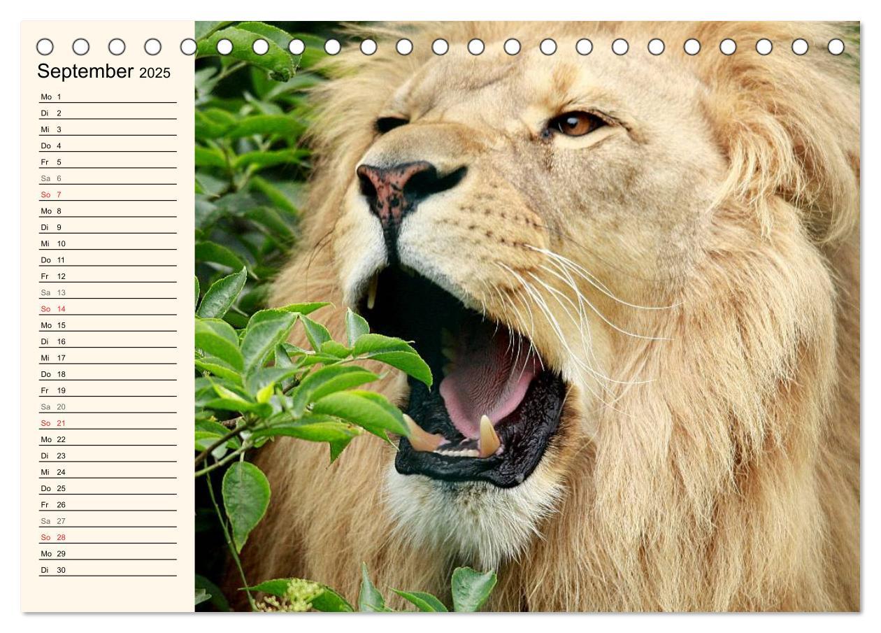 Bild: 9783435500789 | Löwen (Tischkalender 2025 DIN A5 quer), CALVENDO Monatskalender | 2025