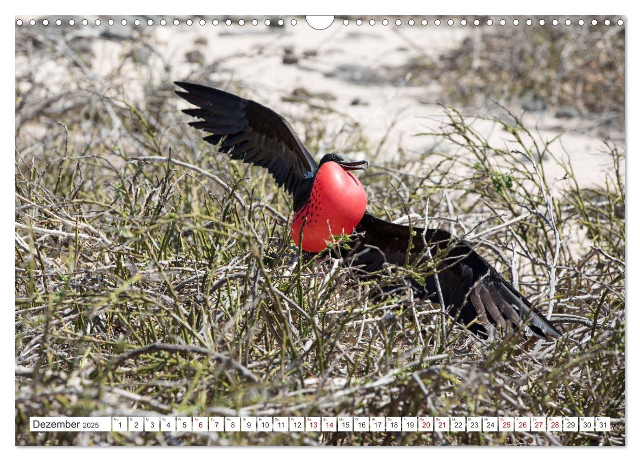 Bild: 9783435324118 | Galapagos-Inseln - Ein Paradies für Tiere (Wandkalender 2025 DIN A3...