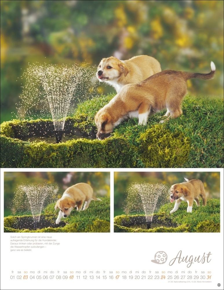 Bild: 9783756405329 | Hundekinder Posterkalender 2025 | Monika Wegler | Kalender | 14 S.