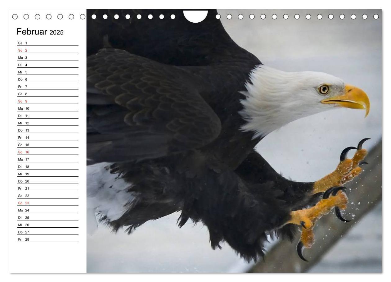 Bild: 9783435510337 | Weißkopfseeadler. Symbol der Freiheit (Wandkalender 2025 DIN A4...