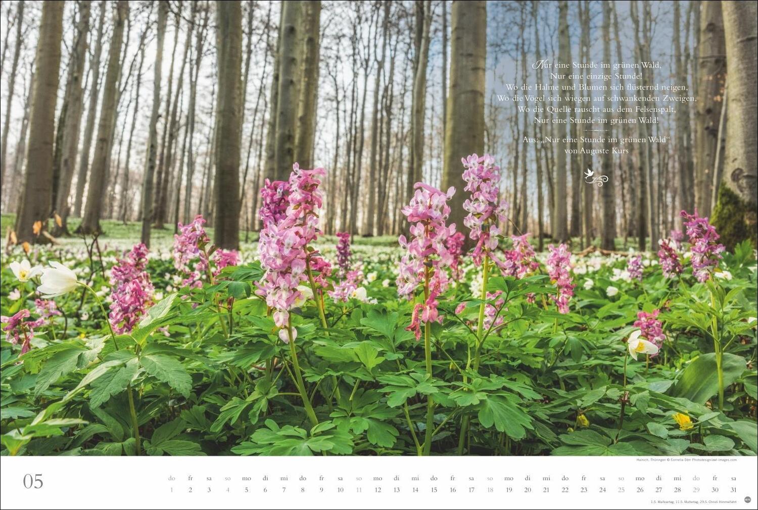 Bild: 9783756404803 | Der deutsche Wald - Ein literarischer Spaziergang Kalender 2025 -...