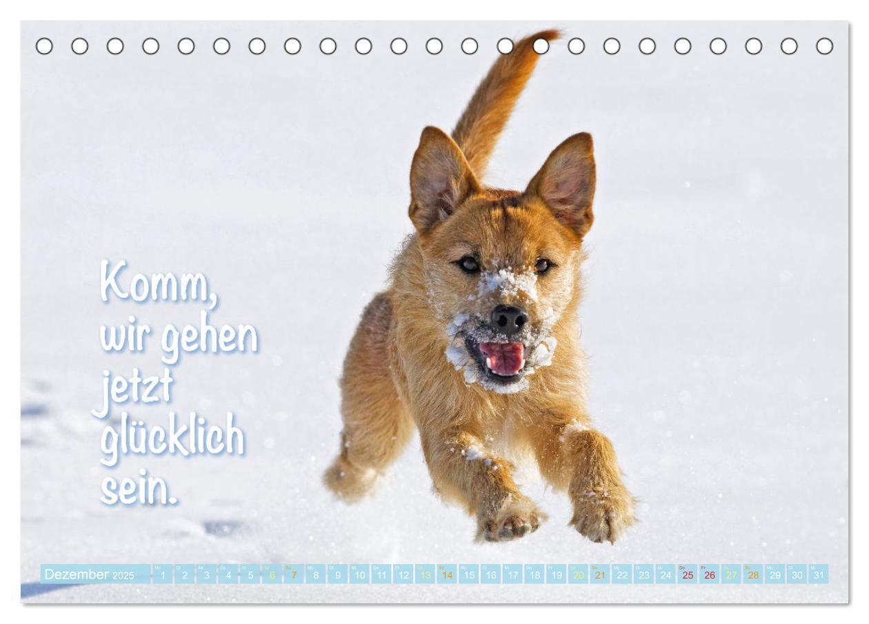 Bild: 9783457199855 | Jack Russell Terrier: flink und verspielt (Tischkalender 2025 DIN...