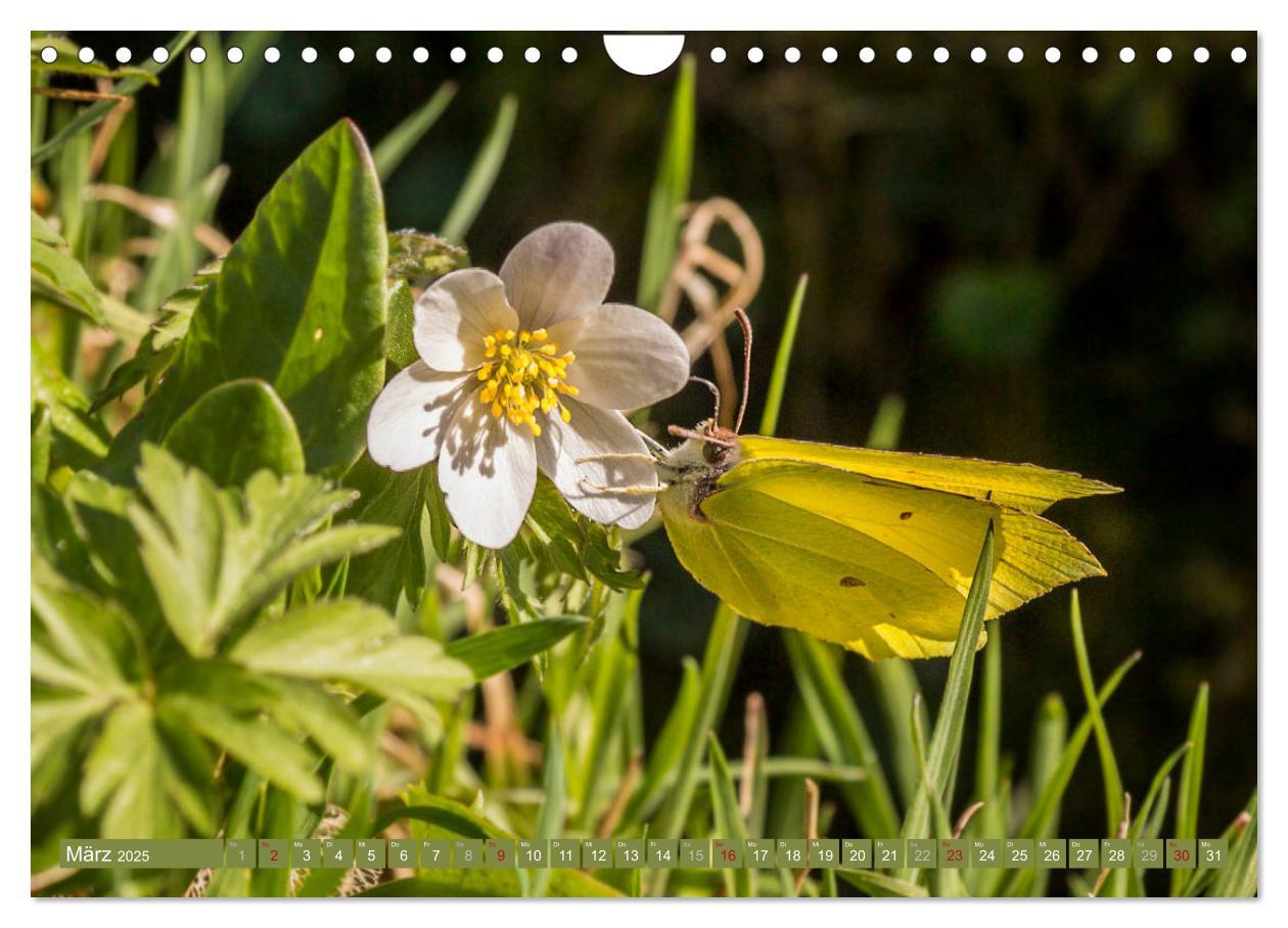 Bild: 9783435377213 | Die Jahreszeiten im Nordschwarzwald (Wandkalender 2025 DIN A4...