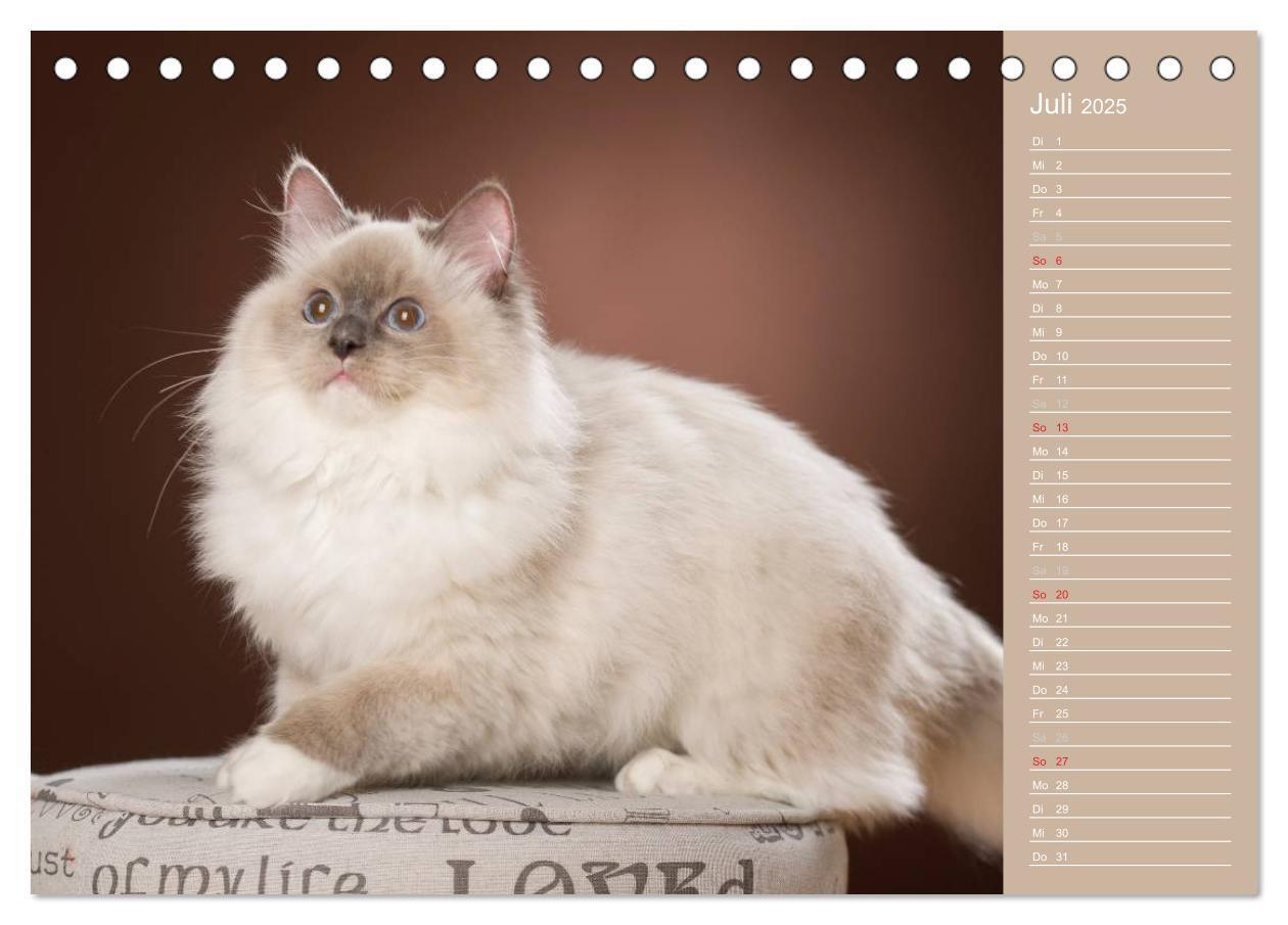 Bild: 9783435723751 | Zauberhafte Ragdolls / Geburtstagskalender (Tischkalender 2025 DIN...