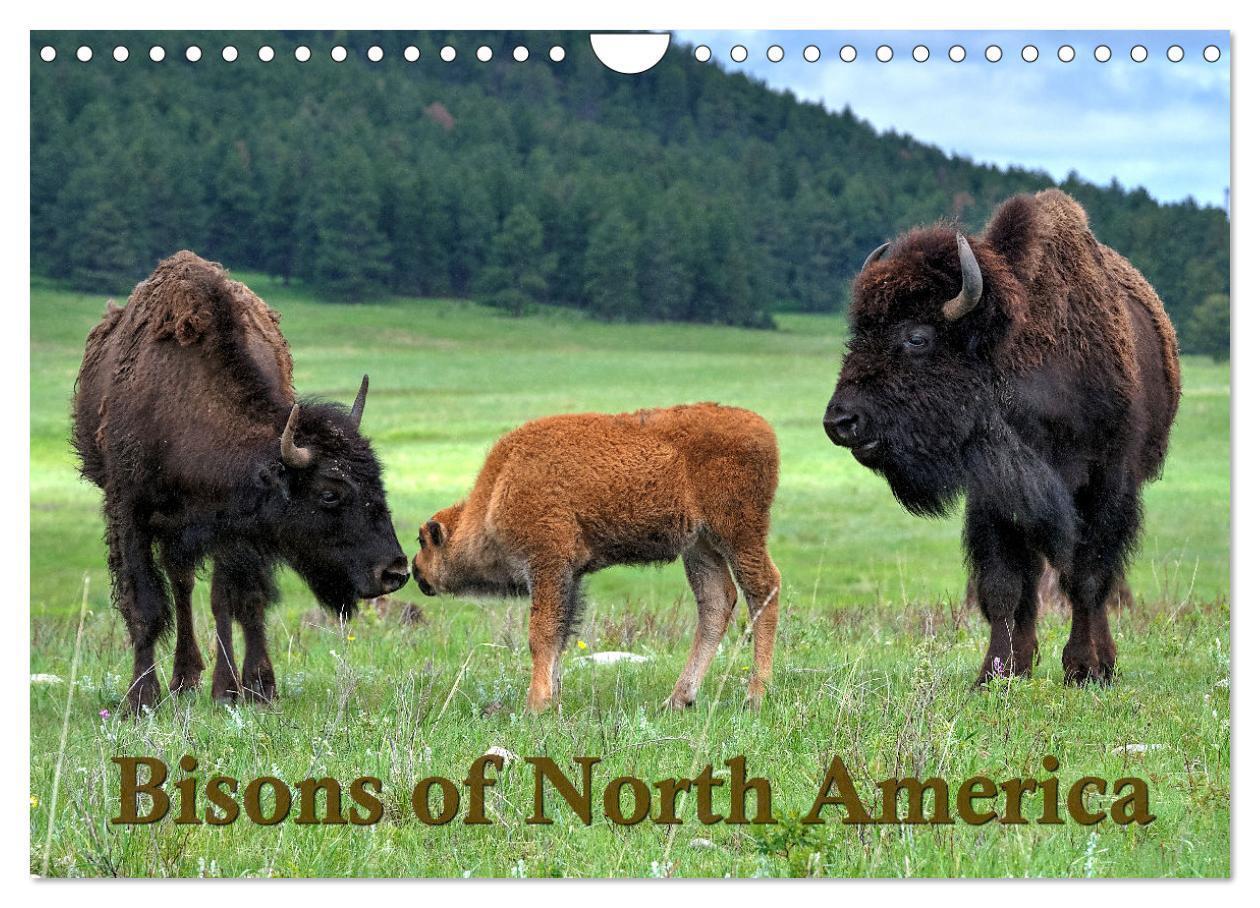 Cover: 9781325951451 | Bisons of North America (Wall Calendar 2025 DIN A4 landscape),...