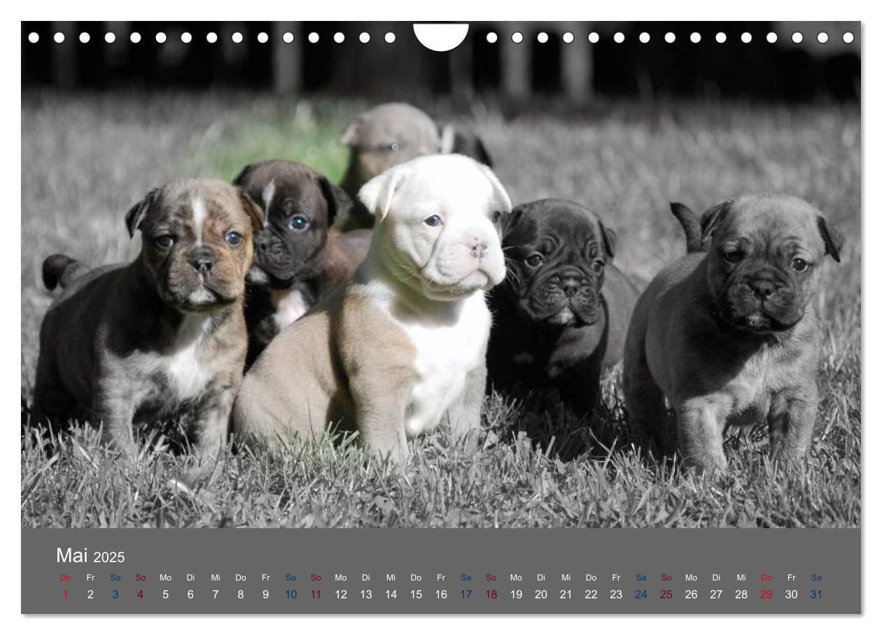 Bild: 9783435761524 | Bulldoggen-Zwerge (Wandkalender 2025 DIN A4 quer), CALVENDO...