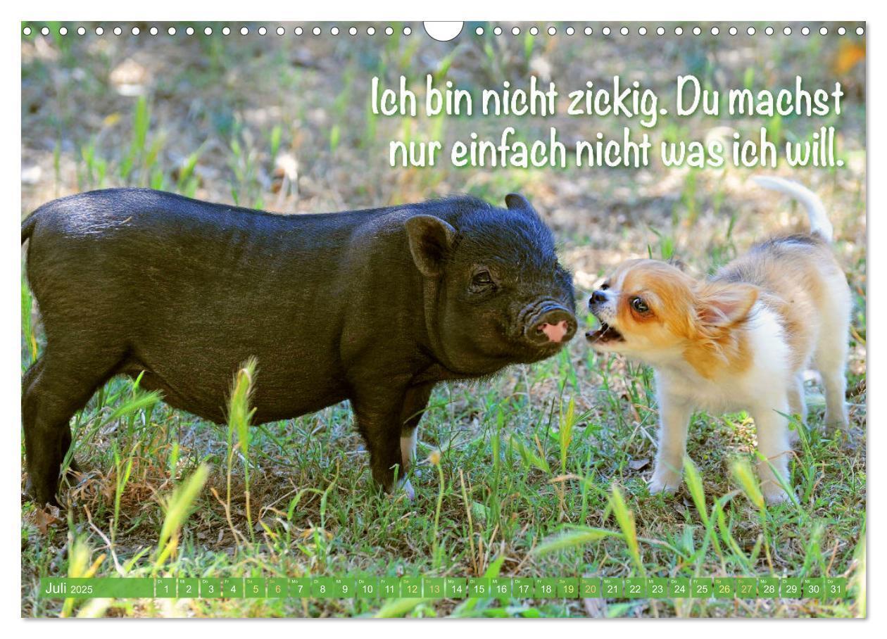 Bild: 9783457199817 | Chihuahua: Kleine Hunde, aber oho (Wandkalender 2025 DIN A3 quer),...