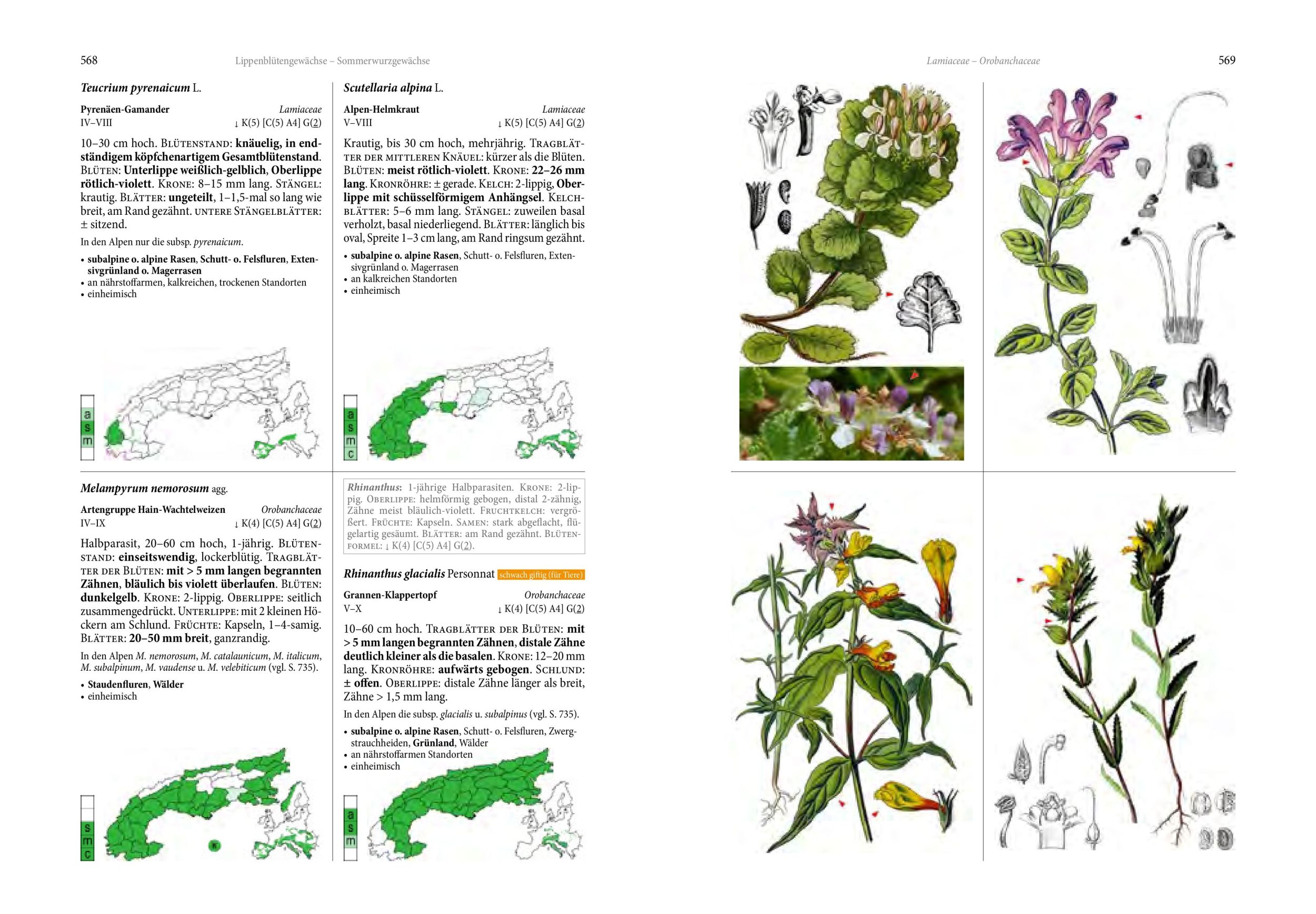 Bild: 9783702511340 | Alpenflora | Oliver Tackenberg | Buch | 800 S. | Deutsch | 2024