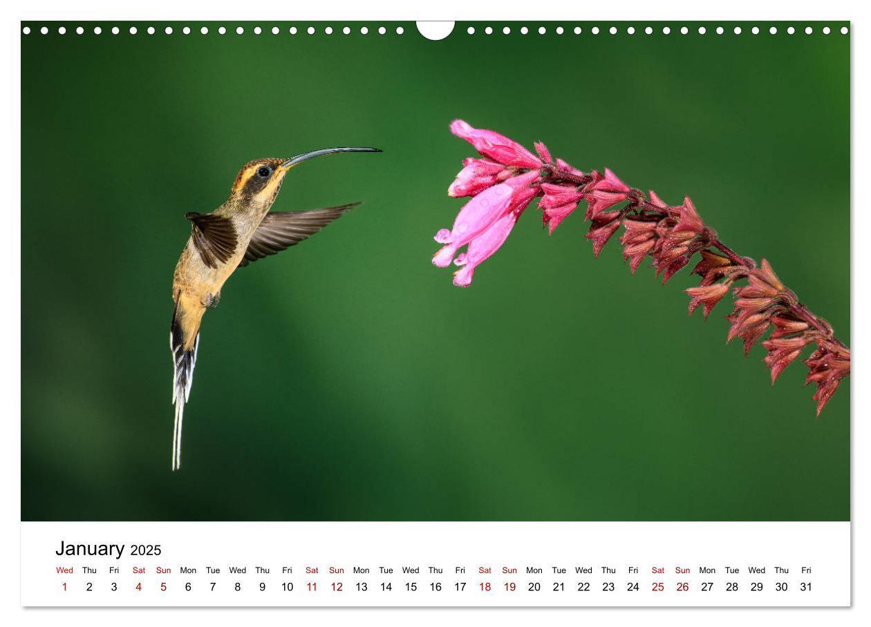 Bild: 9781325938438 | Hummingbirds - Flight artists in the rainforest (Wall Calendar 2025...