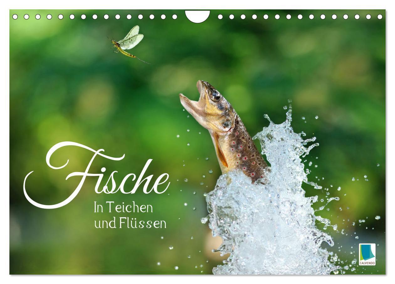 Cover: 9783383702242 | Fische in Teichen und Flüssen (Wandkalender 2024 DIN A4 quer),...