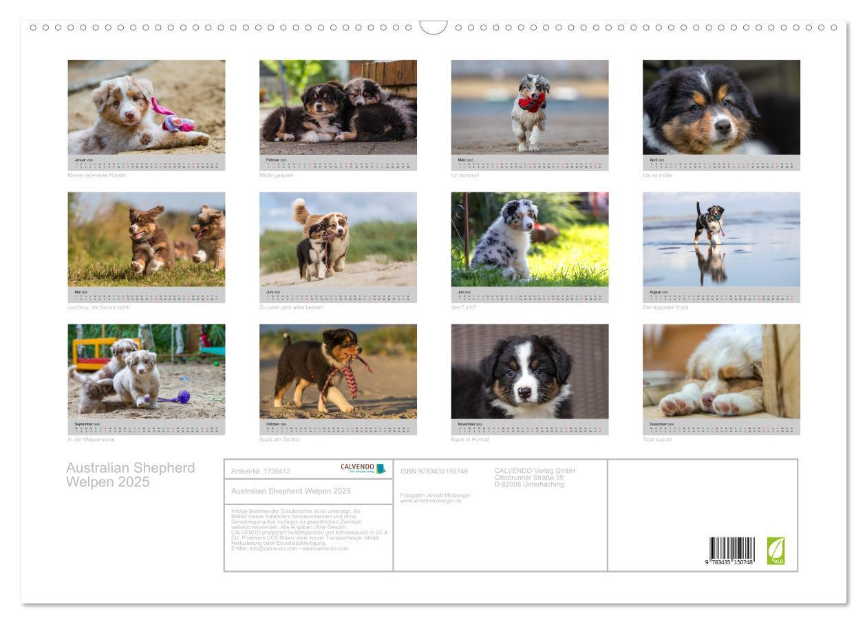 Bild: 9783435150748 | Australian Shepherd Welpen 2025 (Wandkalender 2025 DIN A2 quer),...