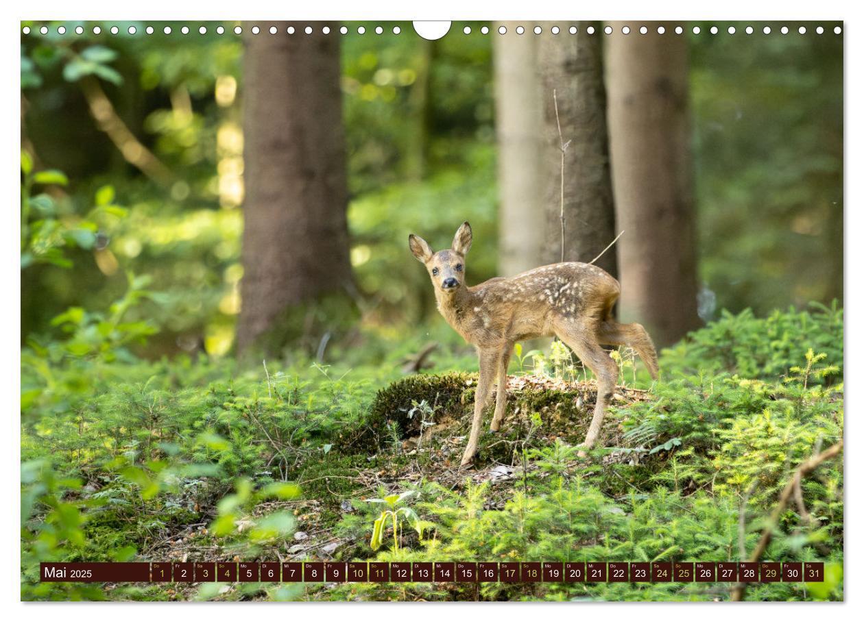 Bild: 9783457175989 | Zauberhafte Wesen - anmutiges Rehwild (Wandkalender 2025 DIN A3...