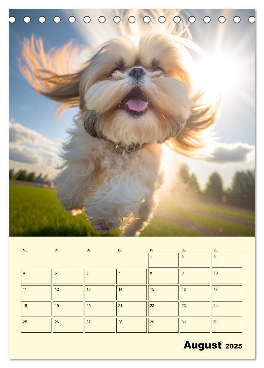 Bild: 9783435874514 | Shih Tzu Alarm. Glückliche Wuschelköpfe (Tischkalender 2025 DIN A5...