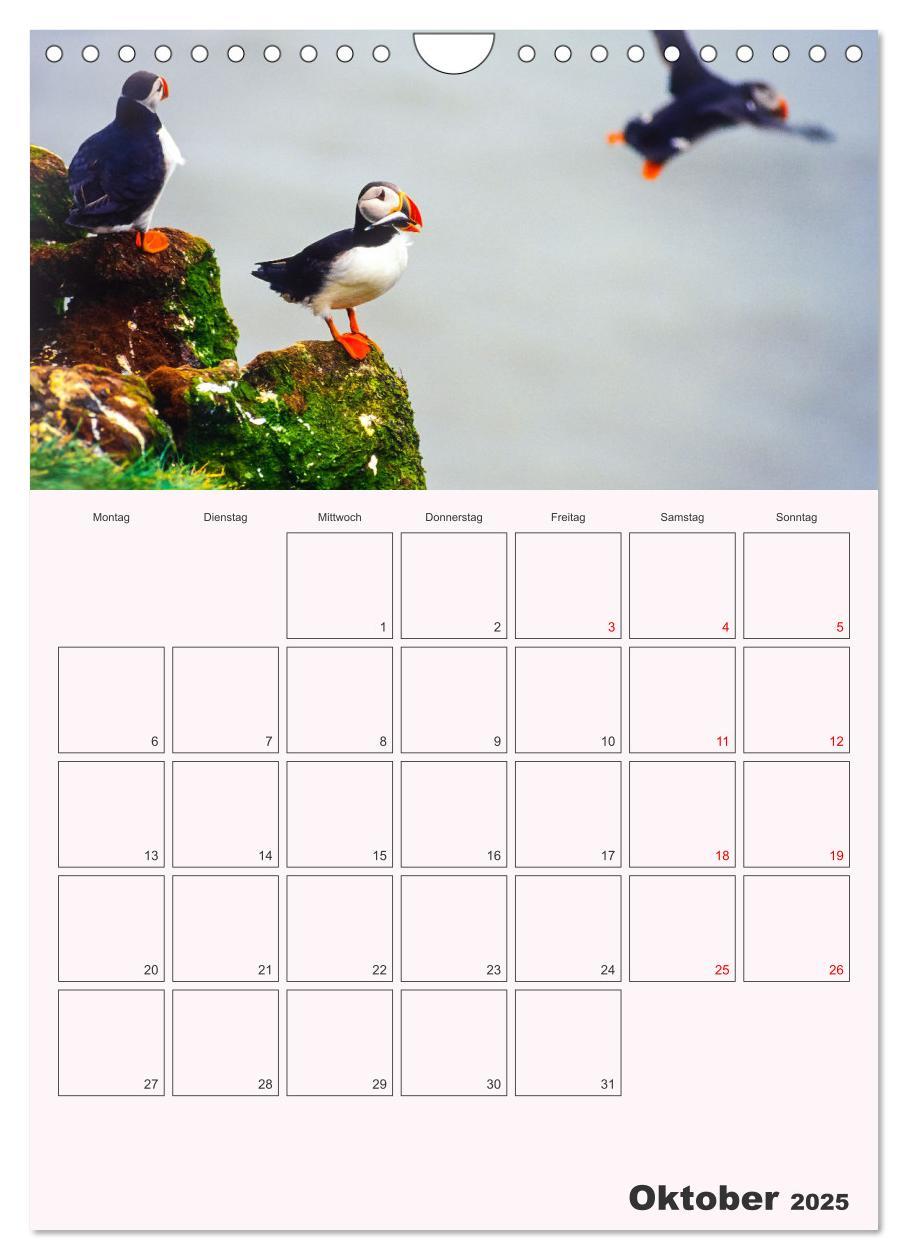 Bild: 9783435927678 | Papageitaucher Monatsplaner (Wandkalender 2025 DIN A4 hoch),...