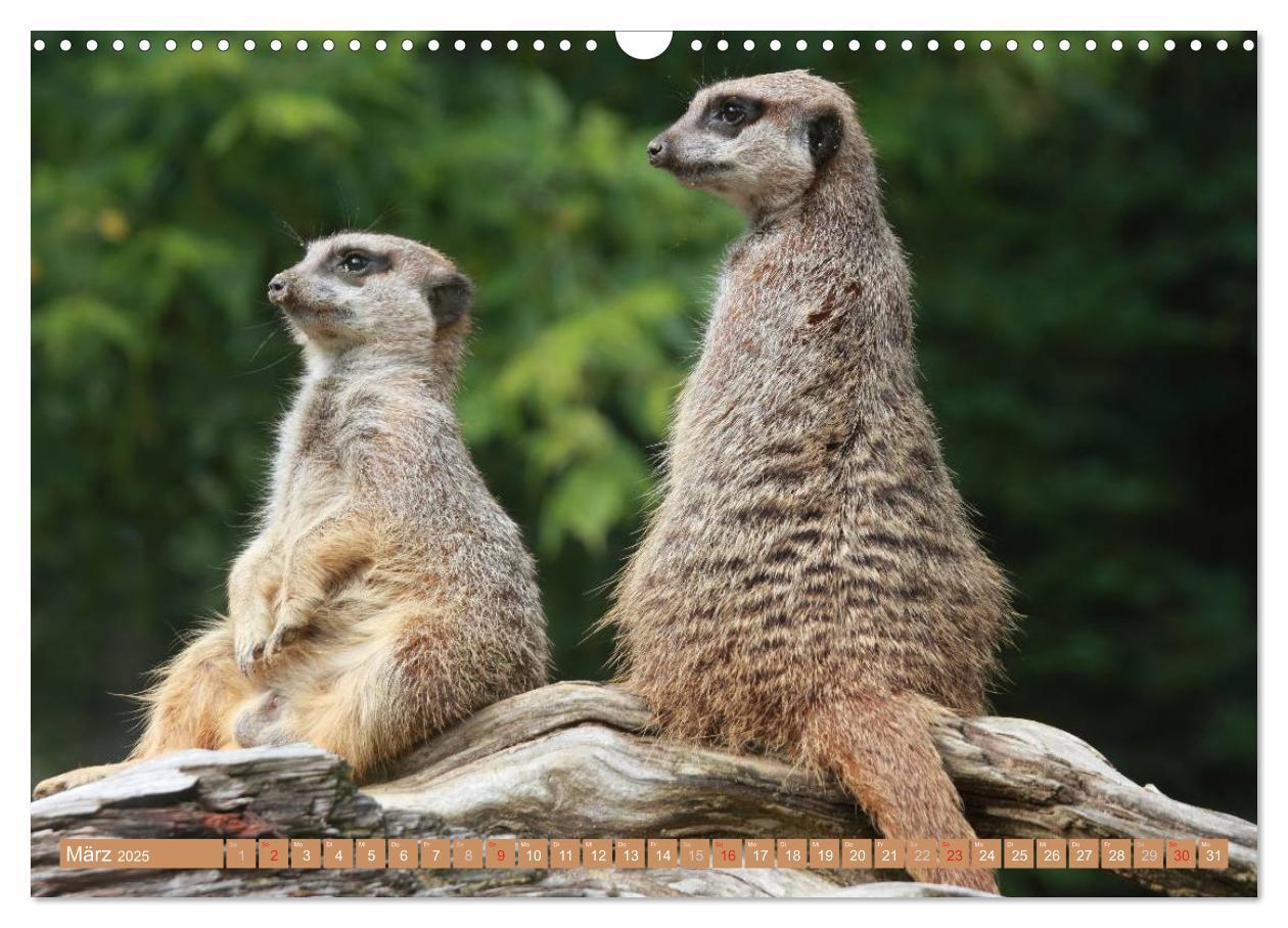 Bild: 9783435789436 | Erdmännchen Familienbande (Wandkalender 2025 DIN A3 quer), CALVENDO...