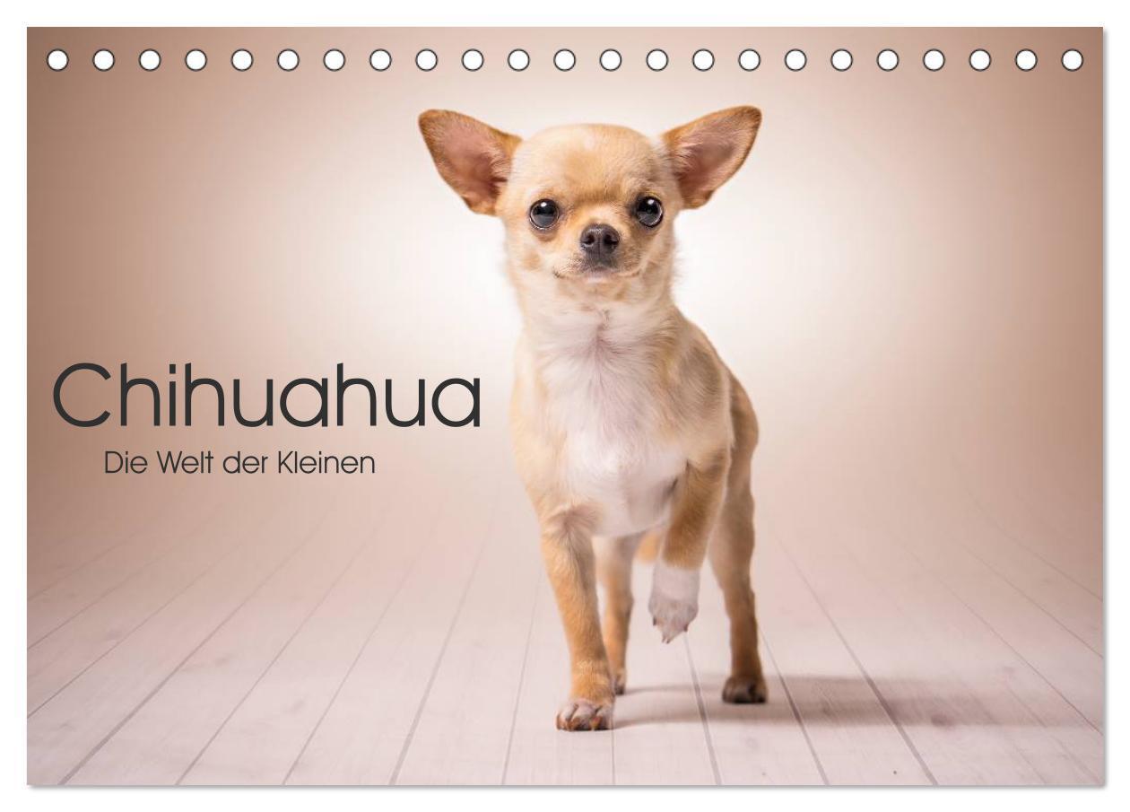 Cover: 9783383312816 | Chihuahua - Die Welt der Kleinen (Tischkalender 2024 DIN A5 quer),...