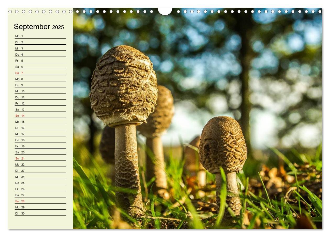 Bild: 9783435505203 | Pilze und Pilzgerichte (Wandkalender 2025 DIN A3 quer), CALVENDO...