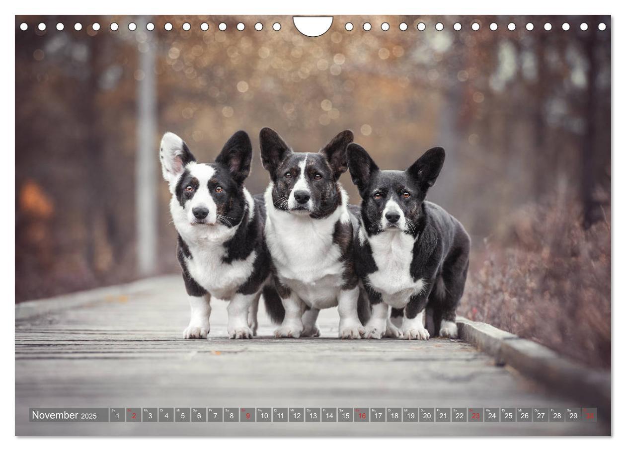 Bild: 9783435118861 | Welsh Corgi - Der Kobold unter den Hunden (Wandkalender 2025 DIN A4...