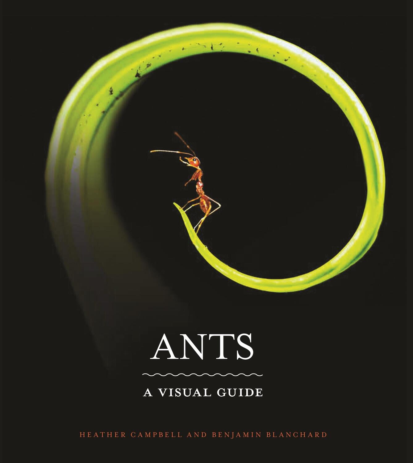 Cover: 9780691228525 | Ants | A Visual Guide | Benjamin Blanchard (u. a.) | Buch | Gebunden