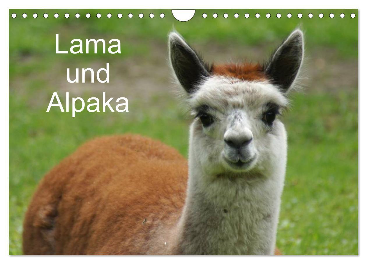 Cover: 9783383584435 | Lama und Alpaka (Wandkalender 2024 DIN A4 quer), CALVENDO...