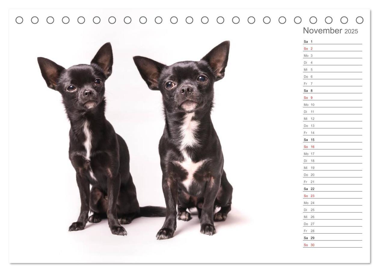 Bild: 9783435527809 | Chihuahua - Die Welt der Kleinen (Tischkalender 2025 DIN A5 quer),...