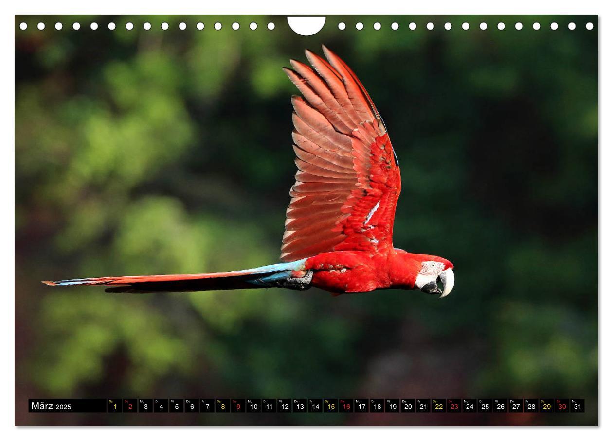 Bild: 9783435263196 | Aras im Pantanal (Wandkalender 2025 DIN A4 quer), CALVENDO...