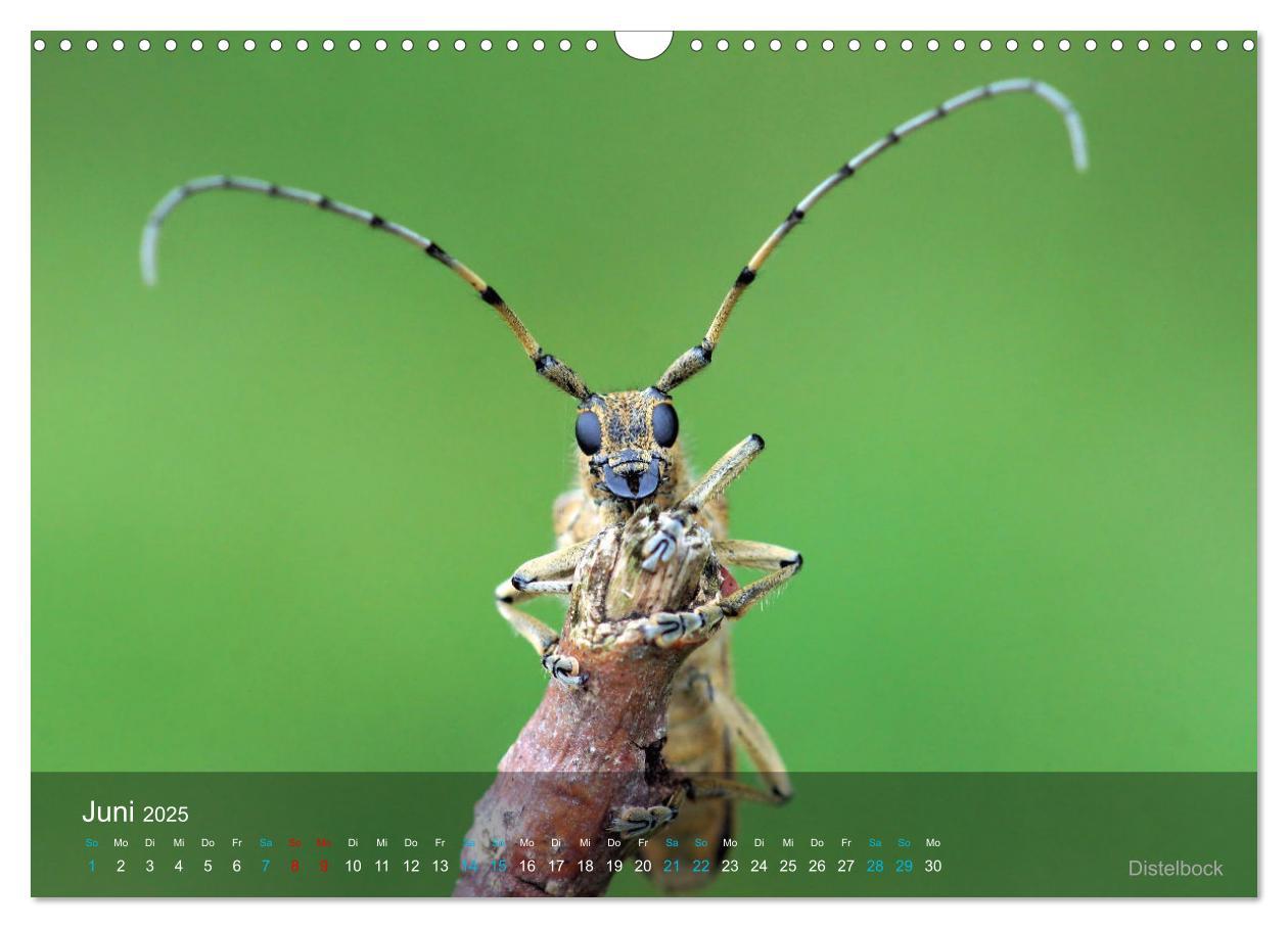 Bild: 9783383992971 | Kleine Kostbarkeiten Insekten (Wandkalender 2025 DIN A3 quer),...