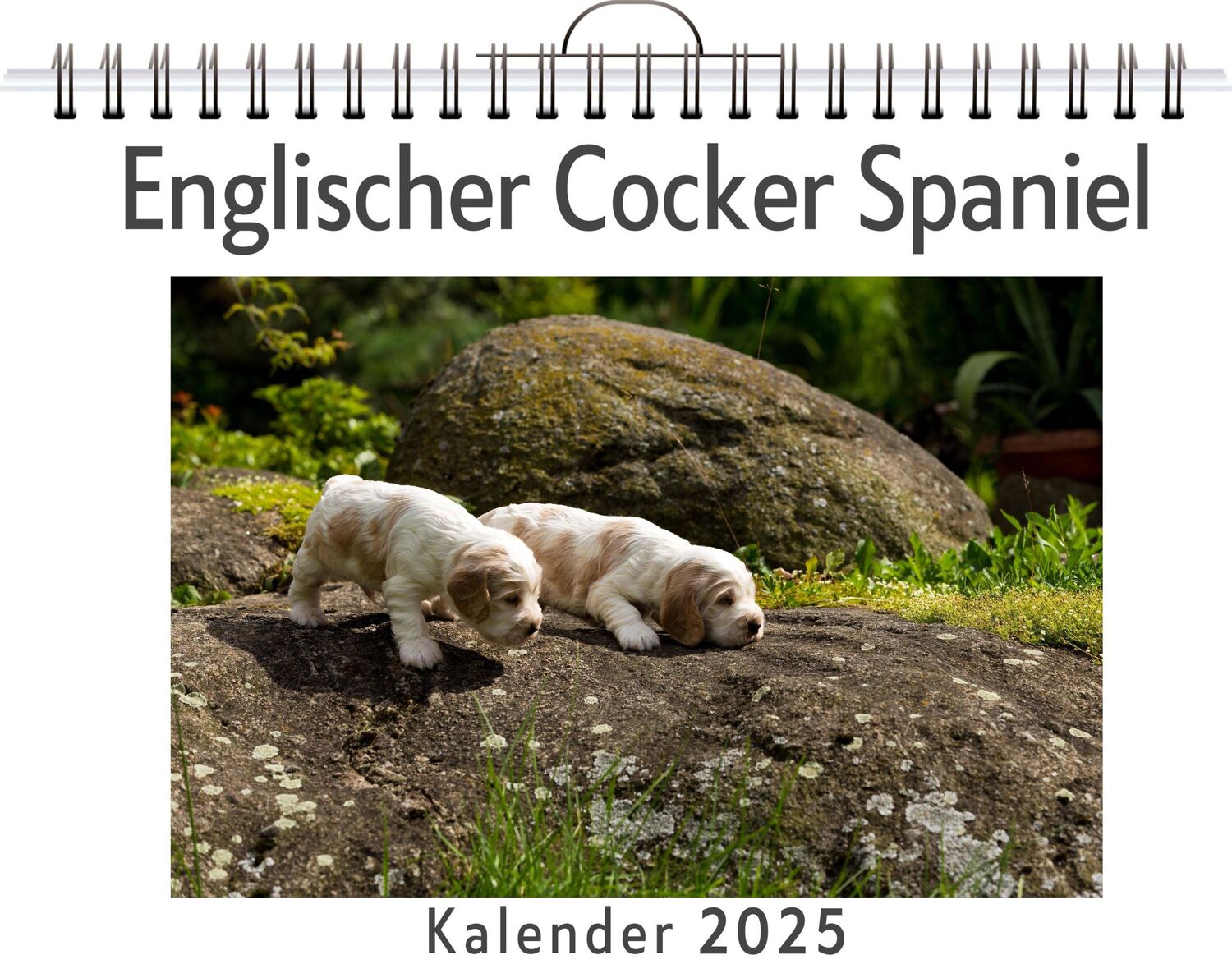 Cover: 9783759120496 | Englischer Cocker Spaniel | Sofia Weber | Kalender | Kalender | 14 S.