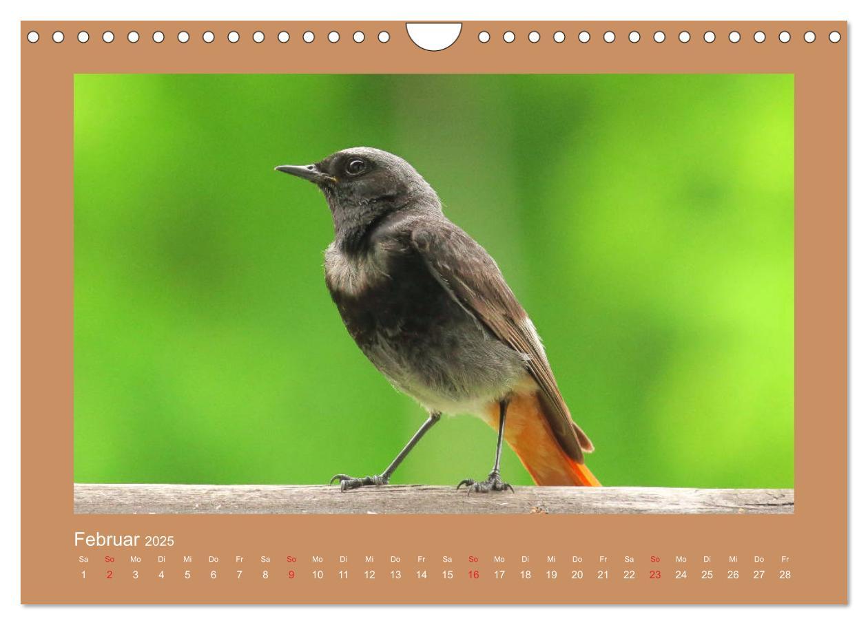 Bild: 9783435206049 | Vogelporträts - Heimische Vögel auf meinem Balkon (Wandkalender...