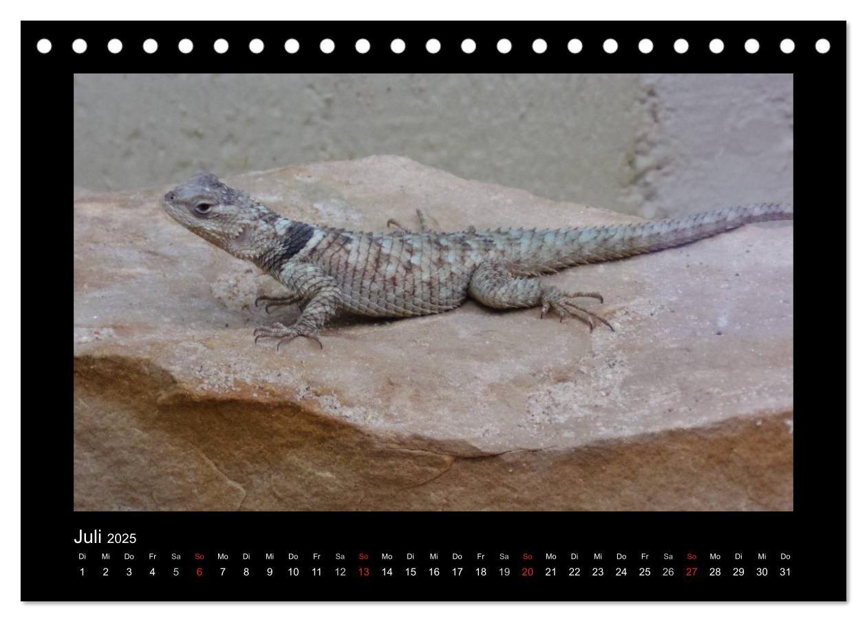 Bild: 9783435806256 | Faszinierende Reptilien (Tischkalender 2025 DIN A5 quer), CALVENDO...